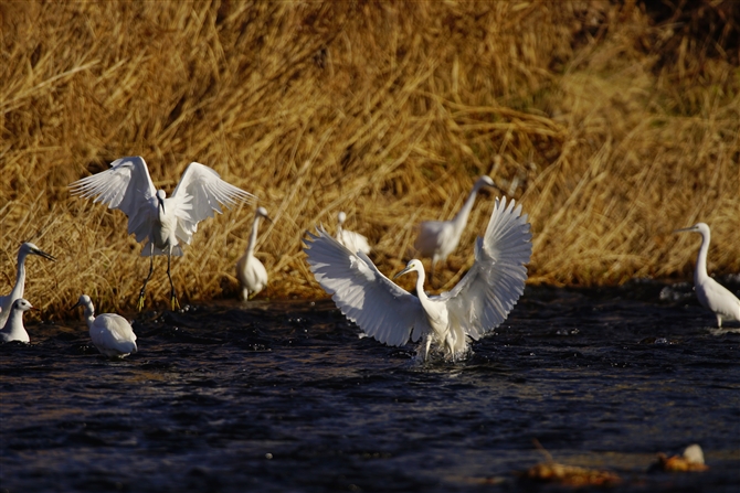 RTM,Little Egret